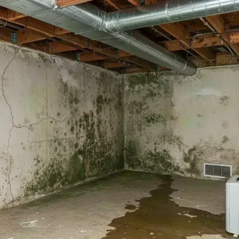 Professional Mold Removal in Sheridan, CO